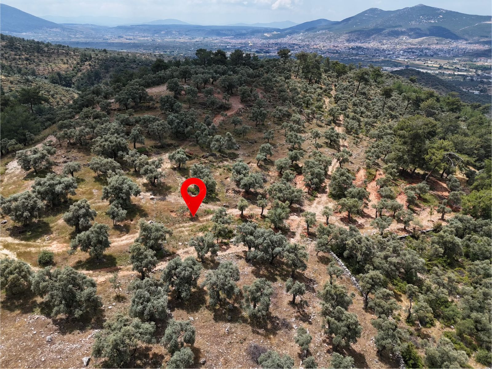 Milas Kırcağız'da Yolu Olan Manzaralı 1365m² Zeytinlik