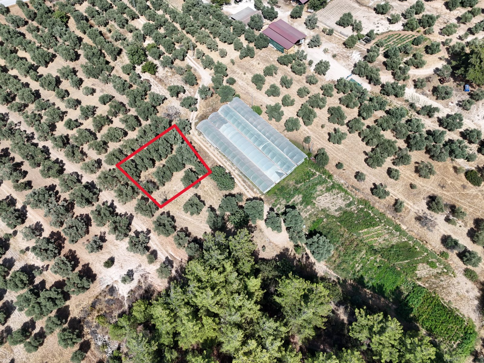 Milas Çamovalı’da Havalimanına Yakın 479m2 Satılık Zeytinlik