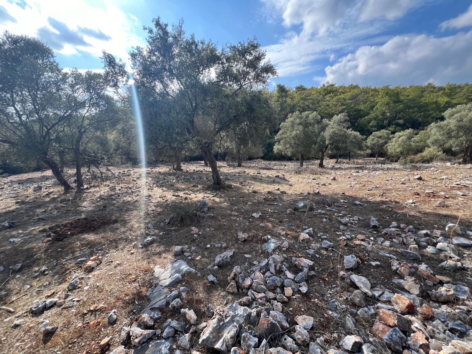 Milas Kıyıkışlacıkta 8.850m² Ekoturizm İmarlı Arazi Denize 4km