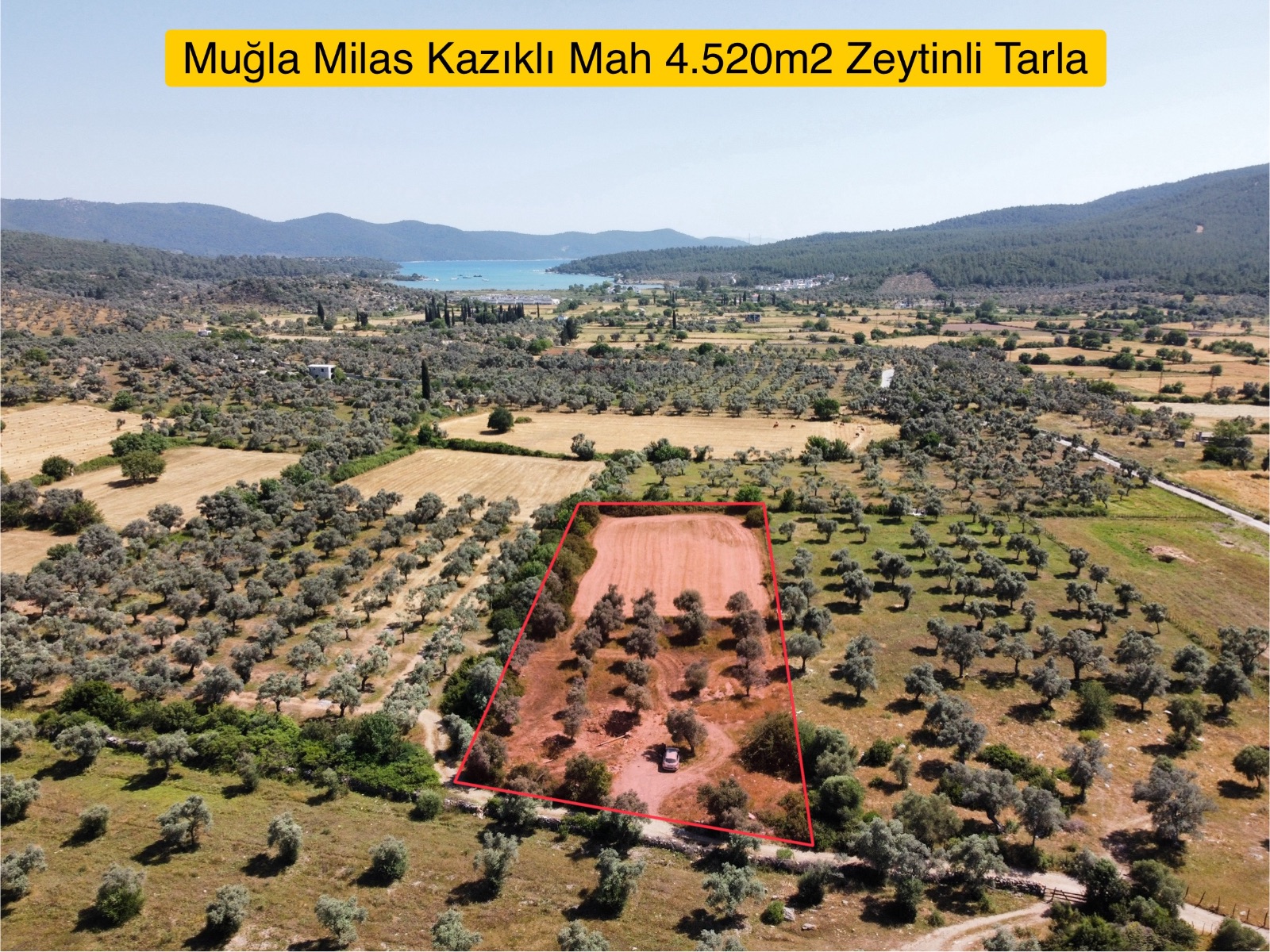 MİLAS KAZIKLI DA DENİZE YAKIN ASFALT YOLA SIFIR SATILIK ARAZİ