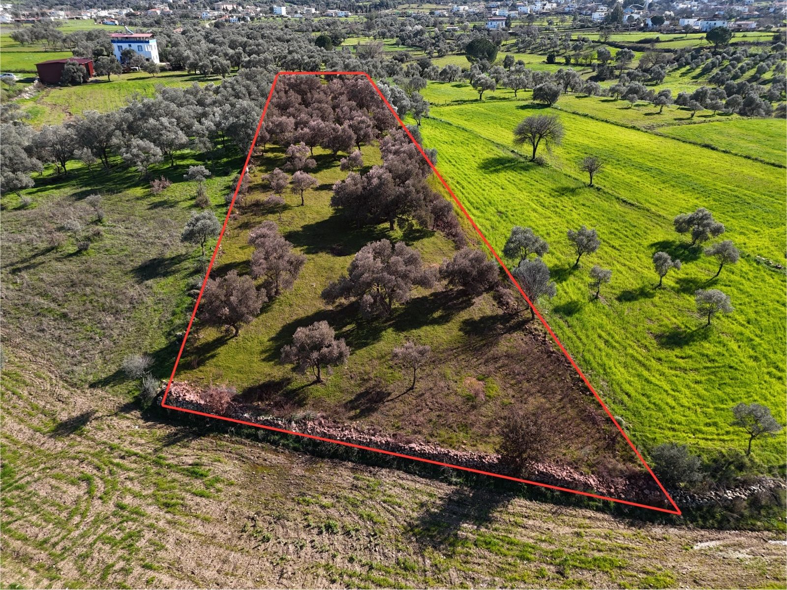 Milas Kısırlar'da Uygun Fırsatlı Kısa Süreli Zeytinli Tarla