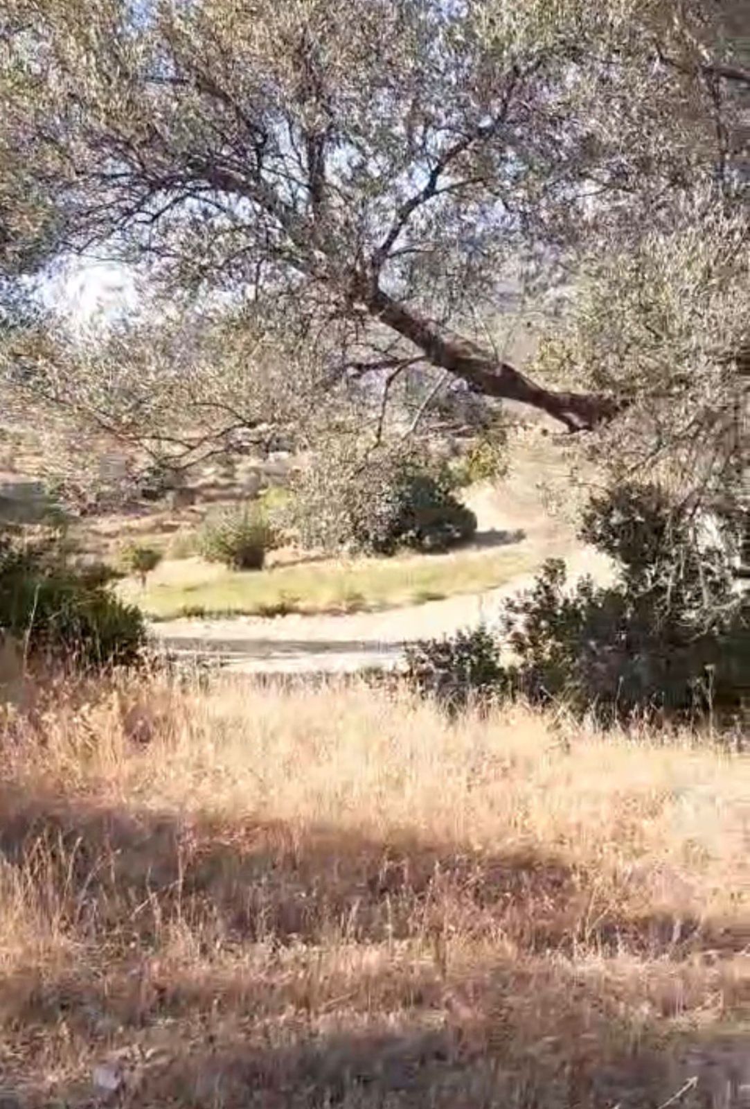 Gökova’ya Yakın Zeytinköy’de 450m² Premium Doğa Tarlası