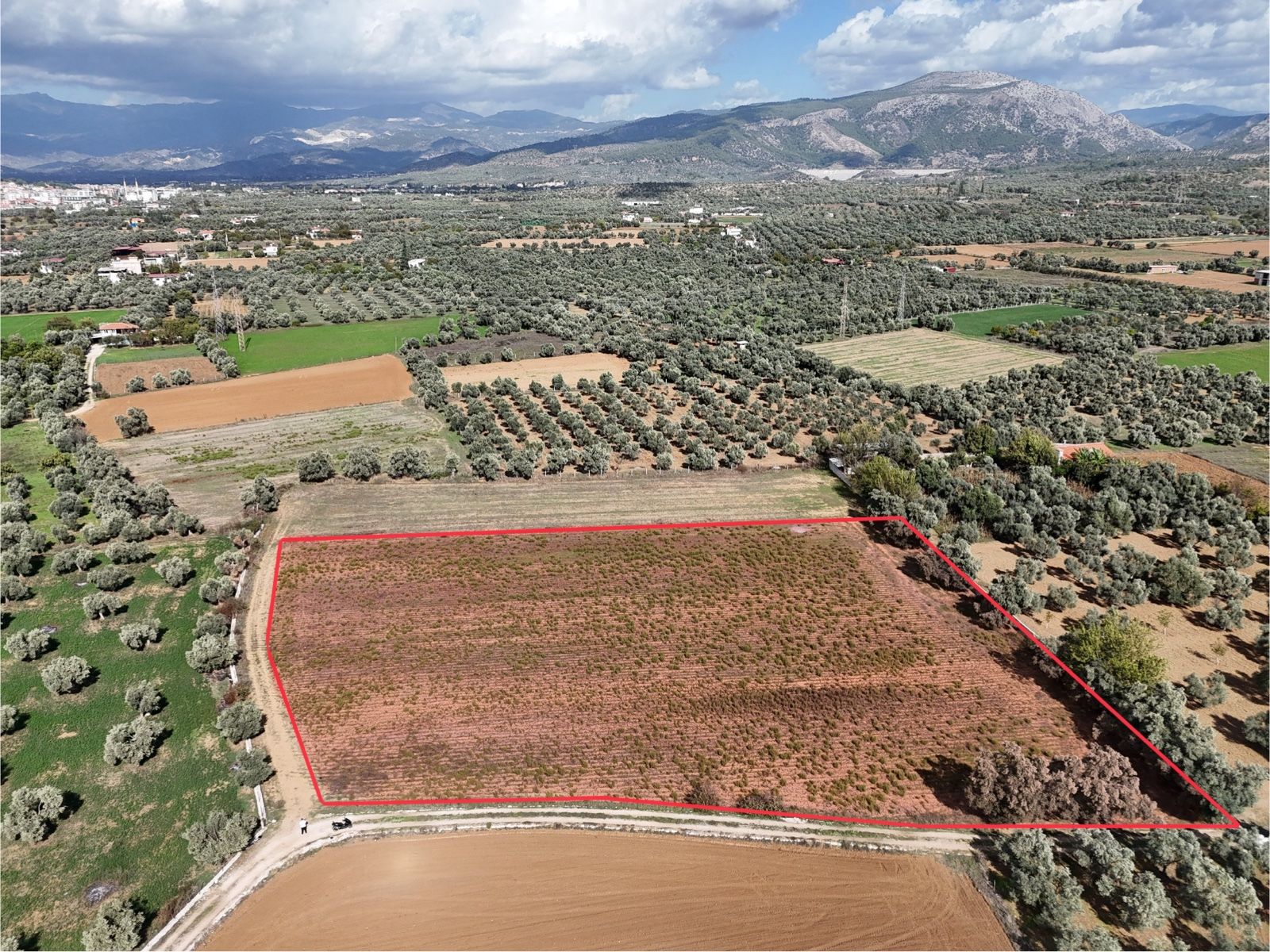 Milas Merkezde Zeytin Ağaçlı 8.682 m² Tarla Yatırıma Uygun